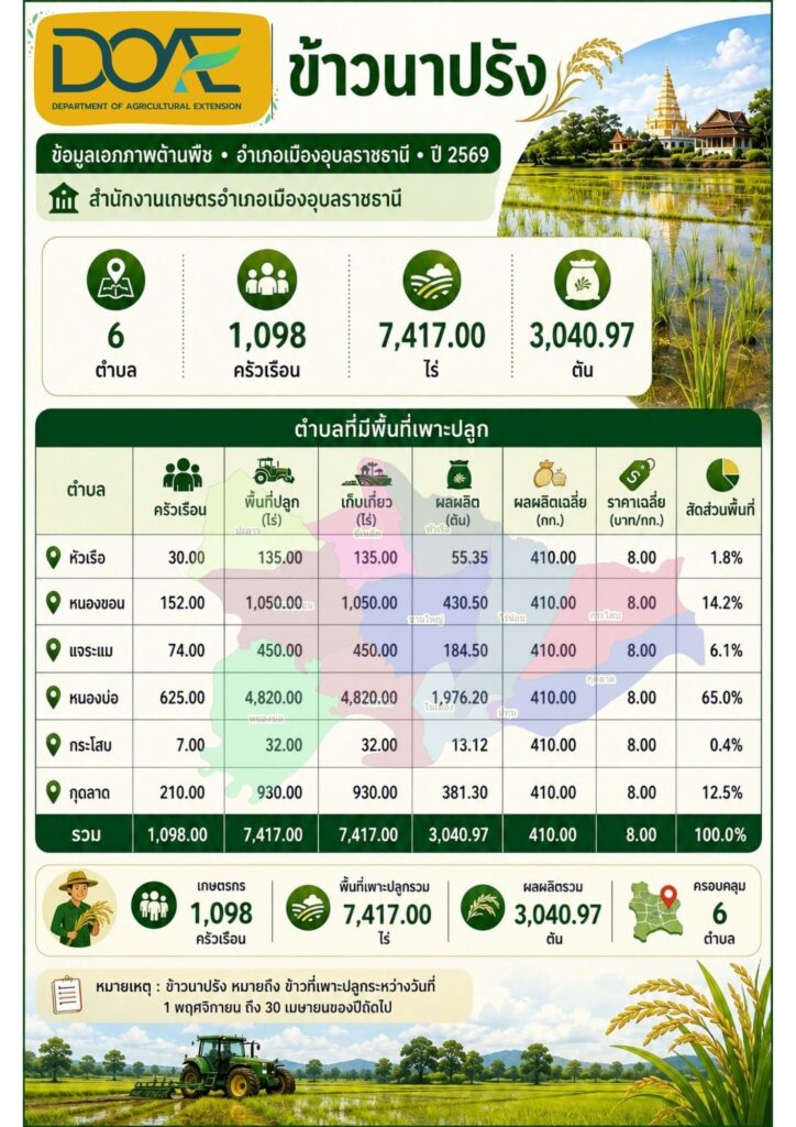 13 ข้าวนาปรัง