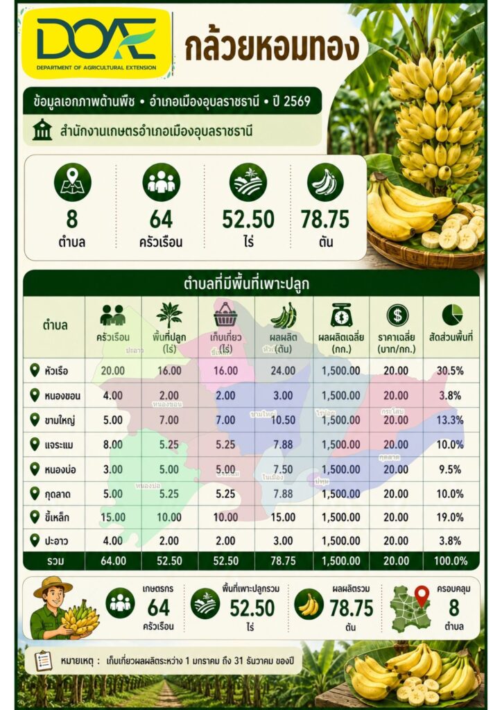 6 กล้วยหอมทอง